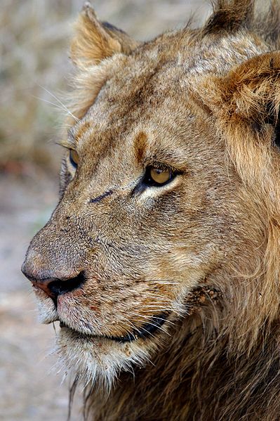 399px-Panthera_leo_Sabi_Sands