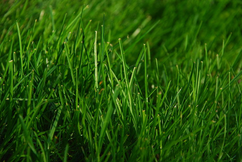 800px-Green_Grass