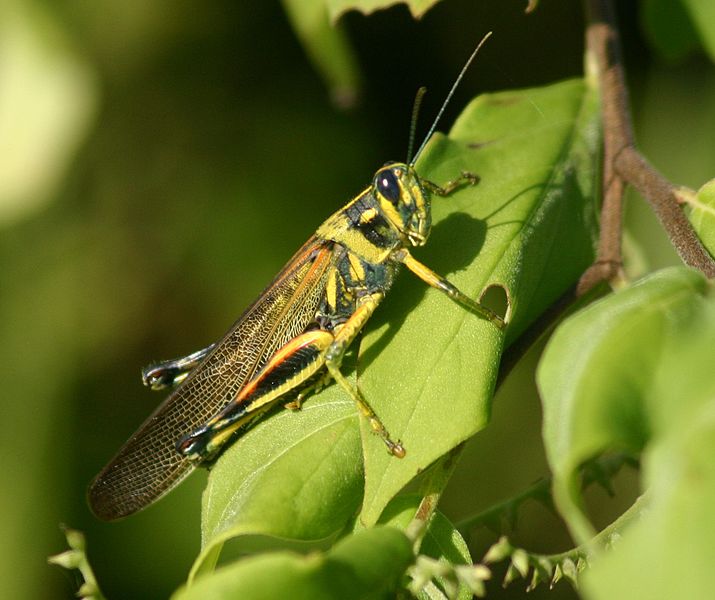 715px-Large_Painted_Locust