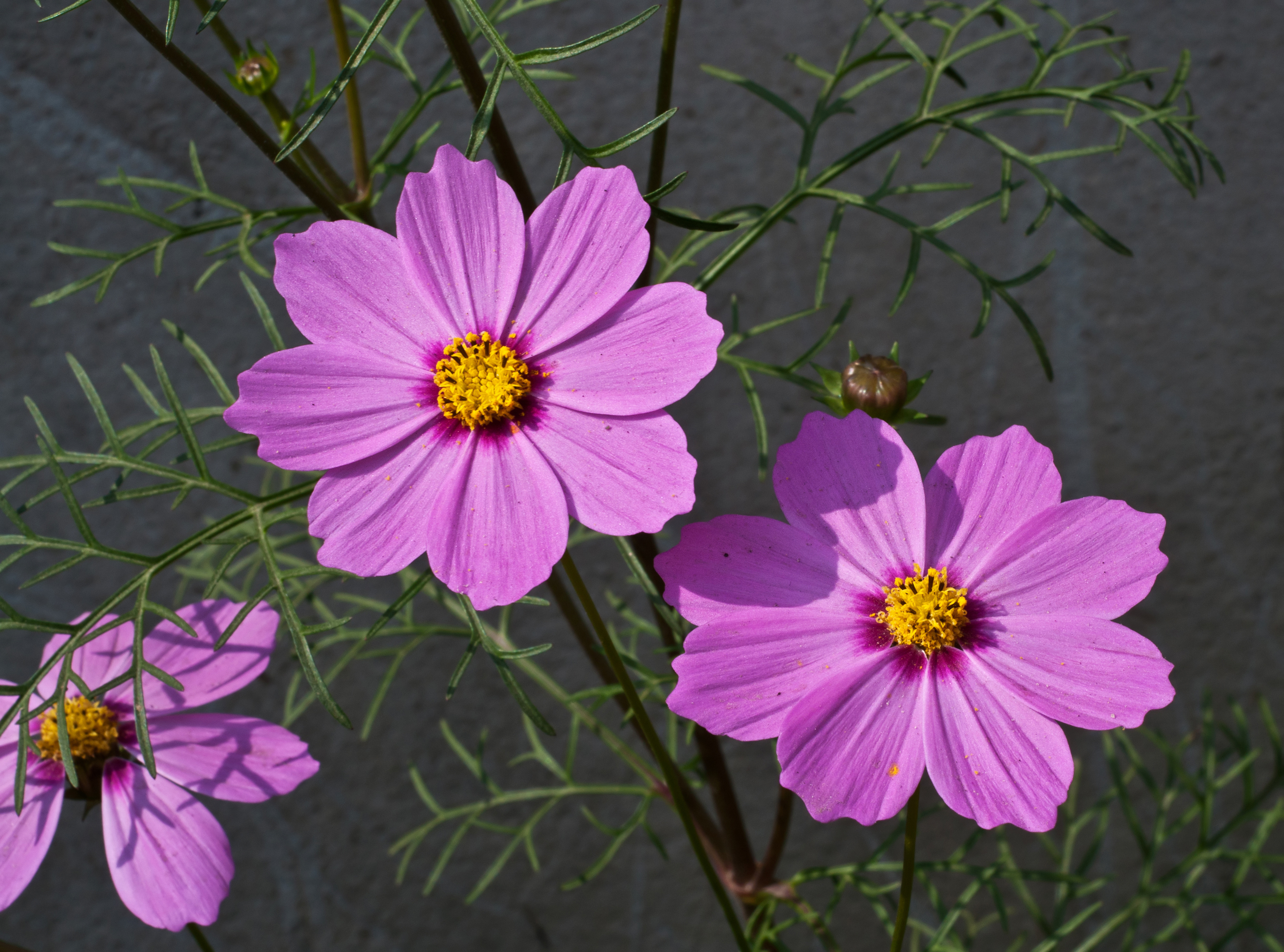 Cosmos_bipinnatus_pink,_Burdwan,_West_Bengal,_India_31_01_2013-1